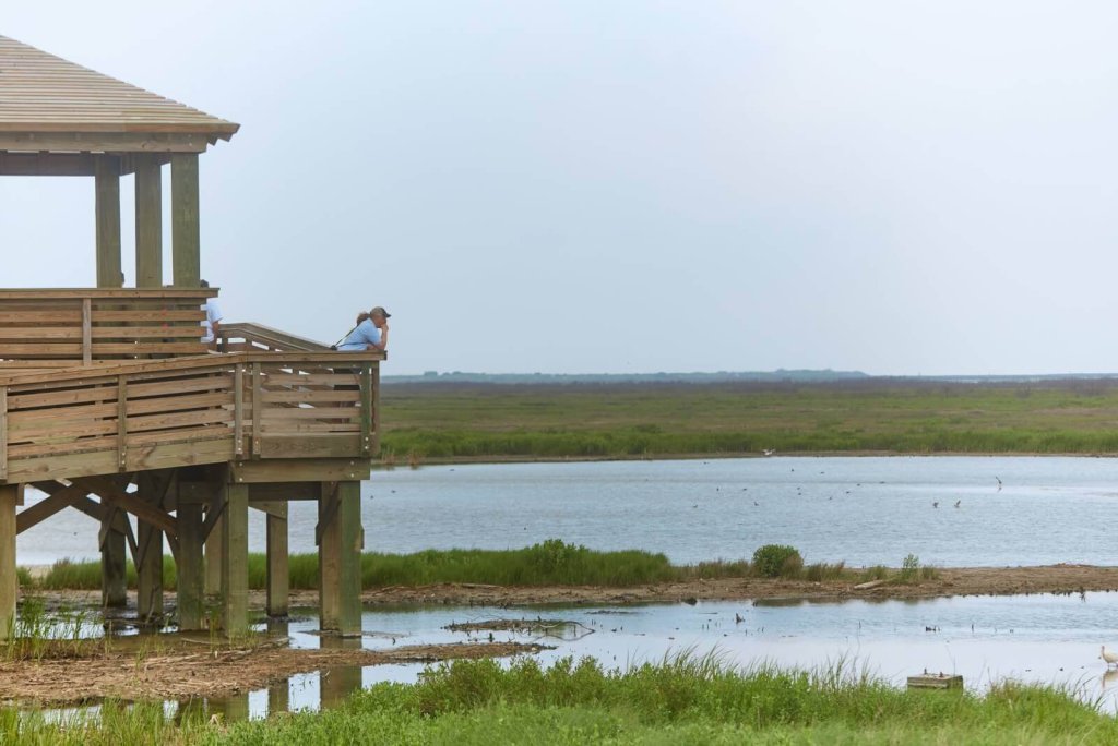 People stand on a wooden observation deck overlooking a marshy wetland area