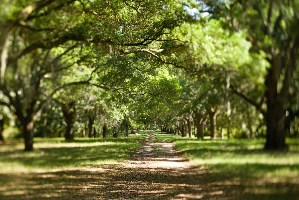 A dirt path leads through a tunnel of large, mossy oak trees